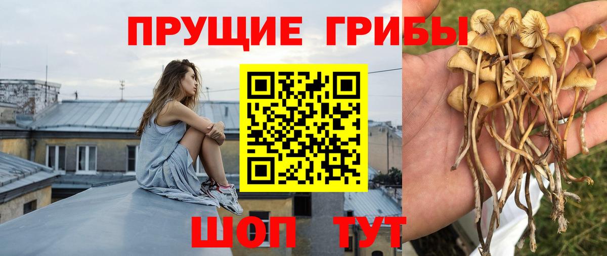 Псилоцибиновые грибы прущие грибы  Вход с VPN  Вязники 